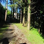 Madonna Dei Ceppi *